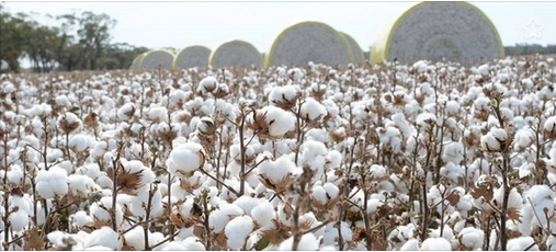 “Let Them Eat Cotton” : Genetically Modified Cotton as a “Solution to Human Hunger”? Approved by FDA