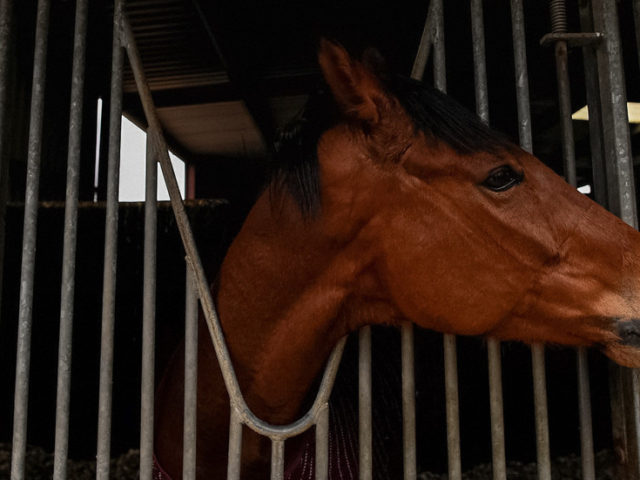 Australia opens probe into secret torture & slaughter of hundreds of racehorses for pet & HUMAN food