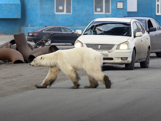 The REAL inconvenient truth: Polar bears thriving in spite of climate change, but saying this gets scientists fired