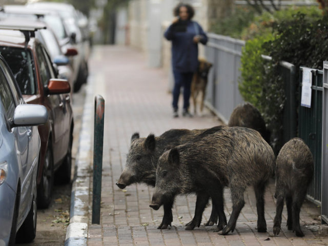 ‘We live in a jungle!’ Wild boars pig out on gardens & garbage in Israeli city as population booms amid culling ban (PHOTOS)