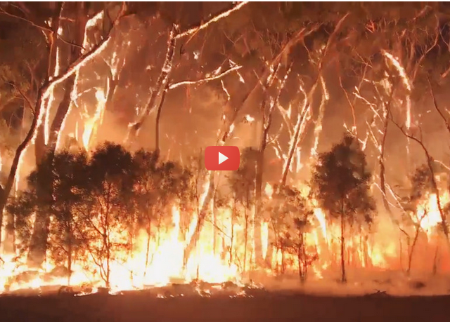 Australian fires that killed half a BILLION animals expected to reach ‘blast furnace’ conditions, force record evacuations (VIDEO)