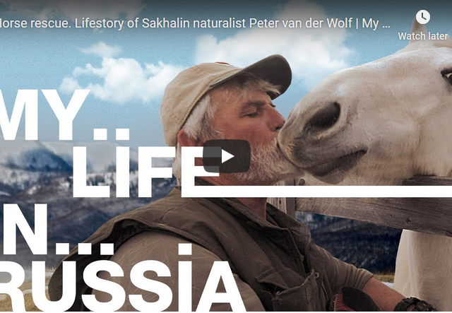 Dutchman saves animals on Sakhalin Island (VIDEO)