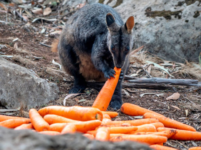 Tonnes of Veggies Dropped by Helicopter for Starving Animals in Australia Amid Bushfires