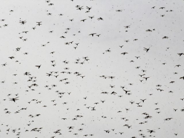 Locust swarm INVADES tech & financial hub outside India’s capital (VIDEOS)