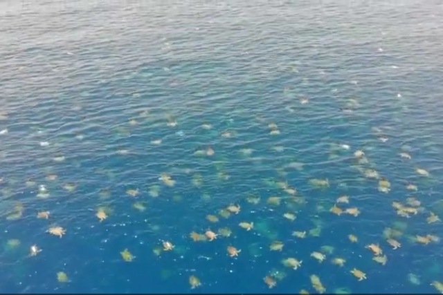 Heroes in a half-shell: Incredible drone VIDEO shows world’s largest gathering of endangered green sea turtles