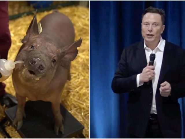 High-tech dystopia or evolution leap? Elon Musk rolls out working Neuralink brain implant prototype embedded in live pig (VIDEO)