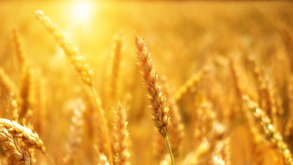 Grain production in Russia