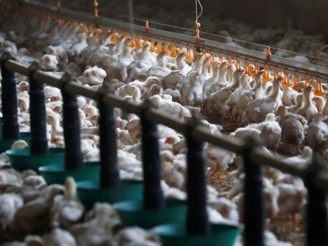 400,000 farm chickens, turkeys & emus EUTHANIZED as bird flu blights Australia