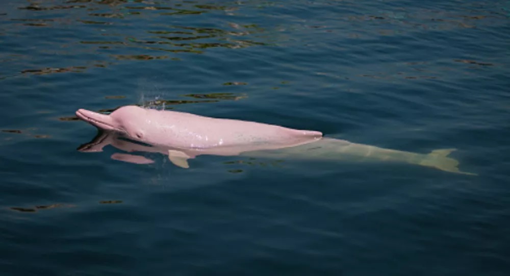 Rare pink dolphins7