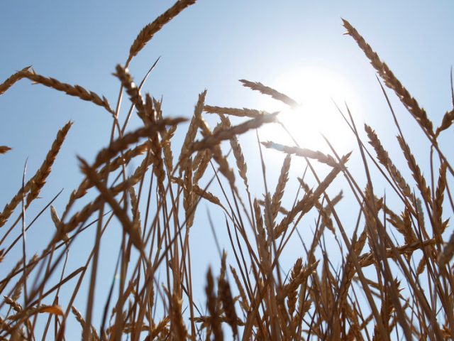 Russia gets closer to new wheat harvest record thanks to surging grain yields