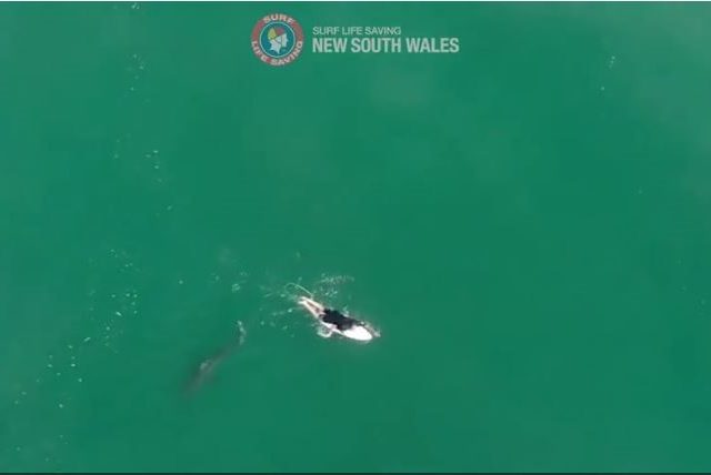 WATCH: Drone deployed to warn championship surfer of impending SHARK ATTACK