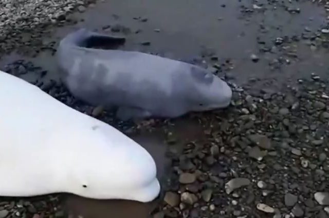Three stranded Beluga whales saved in remote Russian Far East after dramatic solo rescue operation by hero local inspector