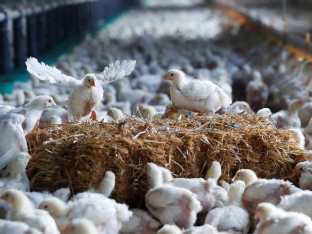 Belgium culls 151,000 chickens after Europe’s latest bird flu outbreak on farm near French border