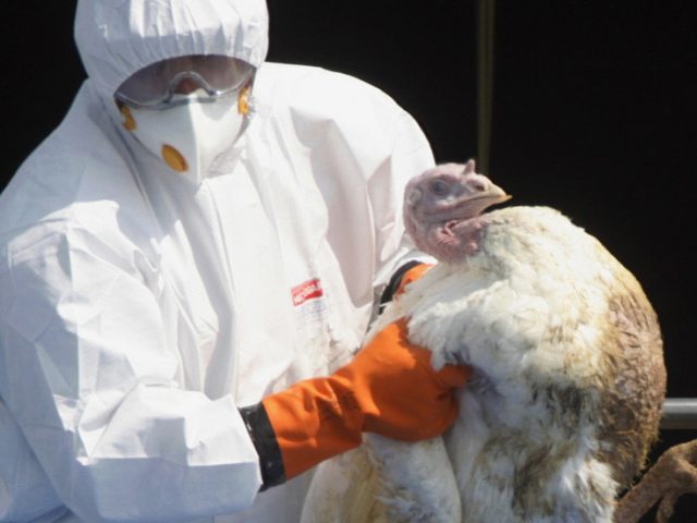 English farm to cull 10,500 turkeys as concern grows over wave of bird flu from Europe
