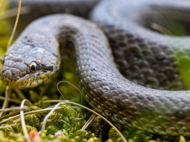 Smooth move: Hibernating SNAKES disrupt construction of Tesla factory in Germany