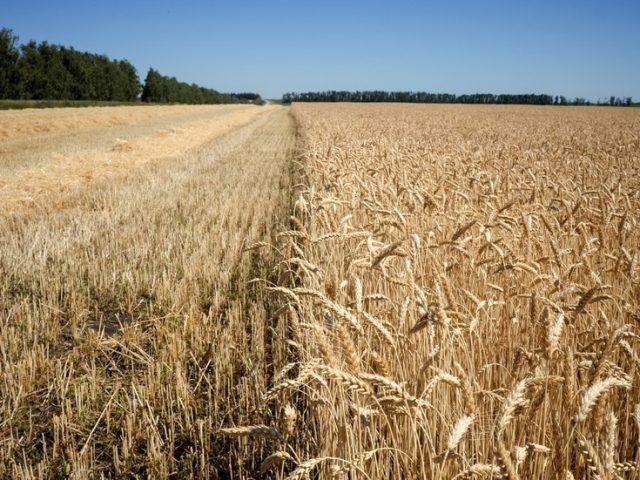 Sales of Russian grain surge despite strict export limits due to pandemic crisis