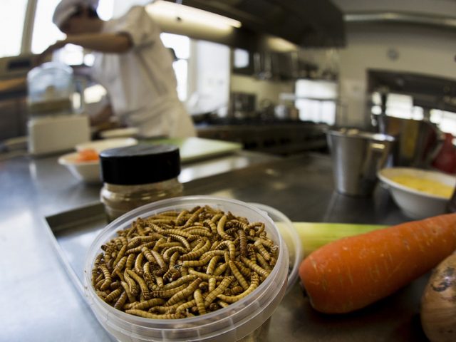 ‘High protein content’: Insects set to crawl their way onto Europeans’ plates as EU regulator rules MEALWORMS are SAFE to eat