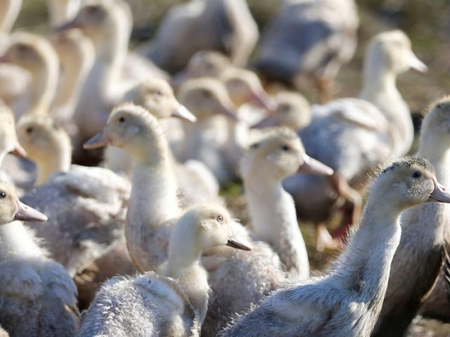 Outbreak of highly pathogenic H5N8 bird flu virus detected in Lithuanian poultry