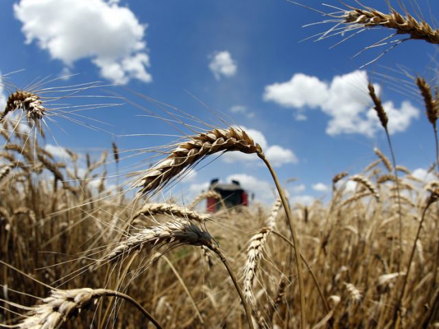 Russia needs regulations for grain exports to control rising food prices – Putin