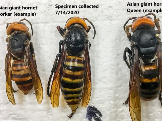 Experts warn MURDER HORNETS could resurface in US this spring