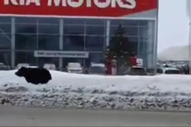 Peak Russia? Man chased across streets of frozen Western Siberian city by ANGRY BEAR, before bus intervenes, in trope-heavy VIDEO