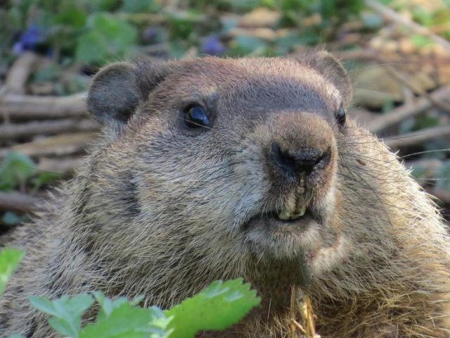 ‘Uniquely Canadian’: Beavers temporarily cut off remote town from the outside world by chewing through fiber optic cable