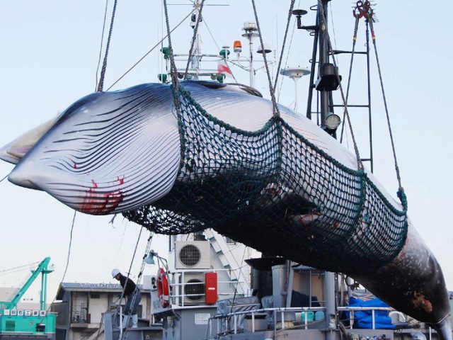 Over 100 whales to be killed in Japan as country starts controversial commercial whaling season