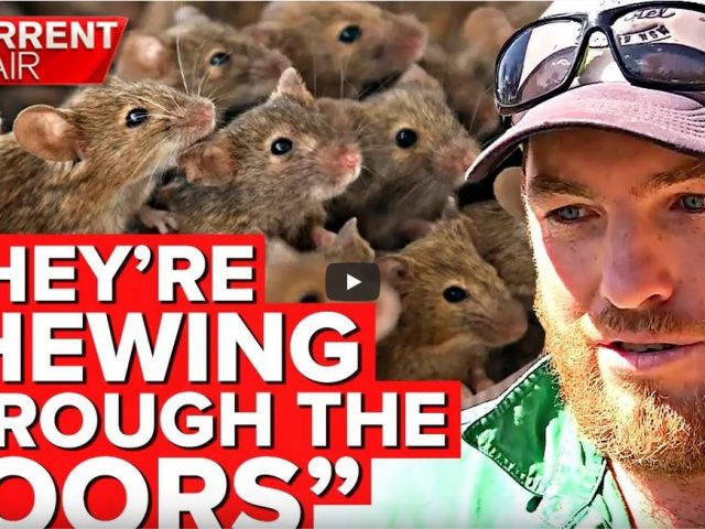 Horrific mouse plague taking over farms and homes | A Current Affair