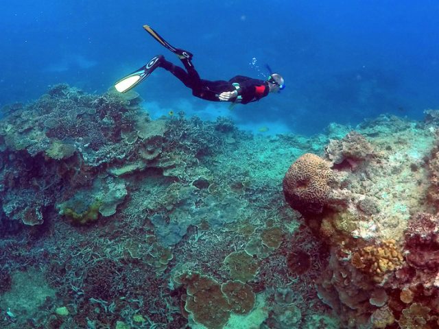 Great Barrier Reef avoids UNESCO endangered list after lobbying efforts from Australia and 11 other countries