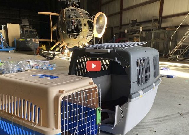 WATCH: Abandoned US-made hardware, empty service-dog crates filmed CLOSE-UP in RT tour of Afghanistan’s Kabul airport