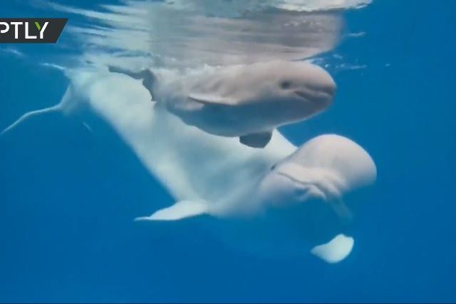 Dolphinarium in Russia’s Far East celebrates as baby Beluga whale is born in domestic facility for first time in history (VIDEO)