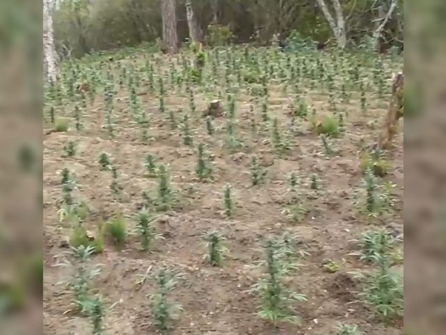 Police in Catalonia bust two huge illegal cannabis farms in national park, 2 days after major Europol op (VIDEO)