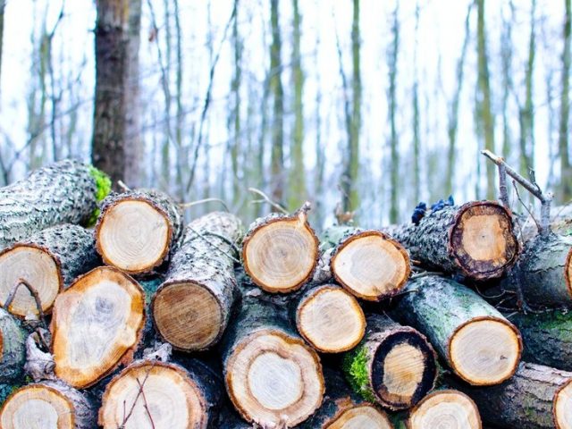 Ukraine may boost firewood exports to warm EU despite skyrocketing prices at home, Analysis and Strategy Center head says