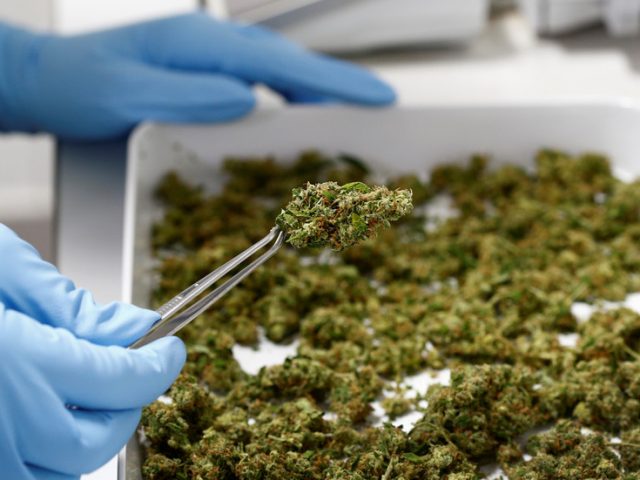 Germany may earn billions on cannabis – study