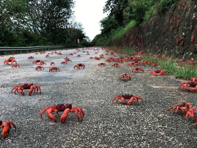 WATCH millions of cannibal crabs take over an island