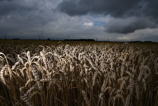 Russian wheat exports plunge