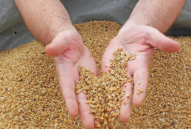 World has only 10 weeks of wheat supply left, expert warns