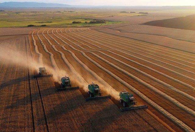 Russia set to reap largest-ever wheat harvest