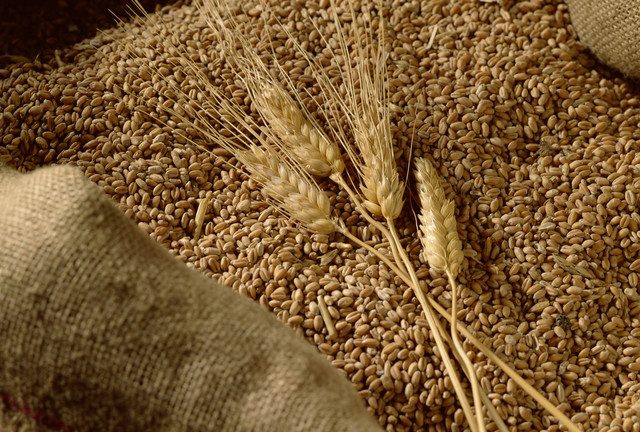 Demand for Russian wheat surges on Egyptian exchange