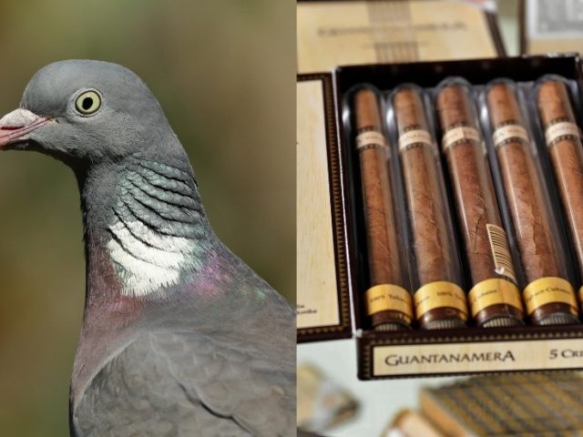 SPY PIGEONS & KILLER CIGARS: Weird ways CIA tried to win the Cold War