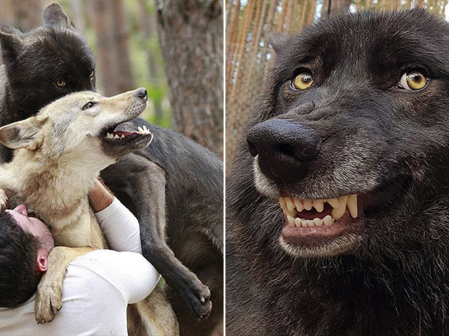 Dances with wolves, Russian style: Man keeps a whole WOLF PACK as pets (VIDEOS, PHOTOS)