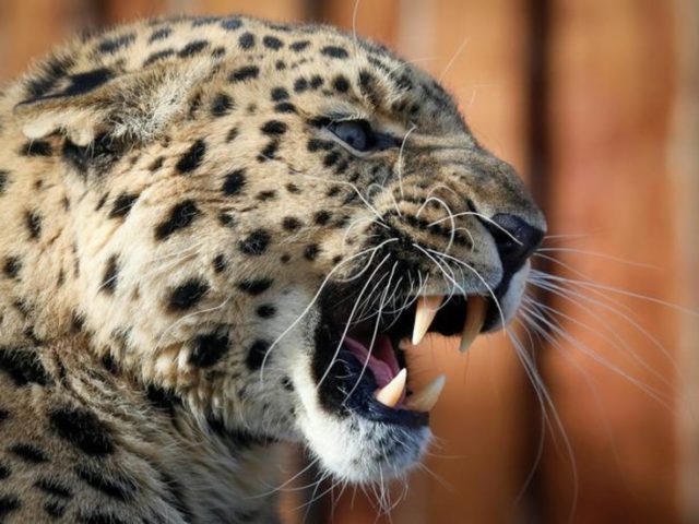 Spotted in the wild: Rarest big cat in the world caught playing like a kitten in Russia (VIDEO)