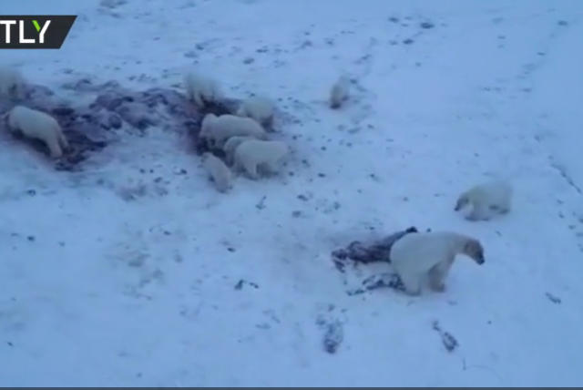 ‘Bearpocalypse’: WATCH dozens of polar bears besiege Arctic village in Russia’s Chukotka