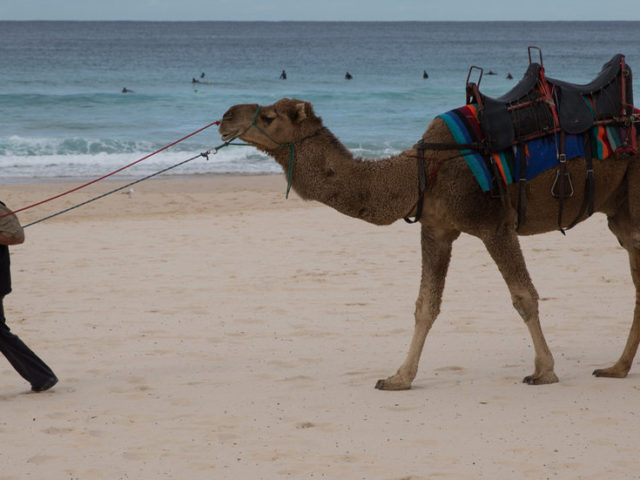 Culprits or scapegoats? Australia faces outrage for decision to kill thousands of camels over climate