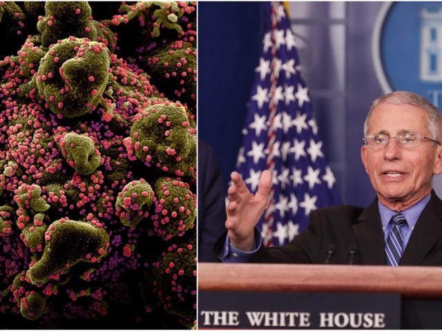 ‘Covid-19 could be seasonal’: Fauci warns coronavirus is likely to return in ‘CYCLES’, stresses need for vaccine