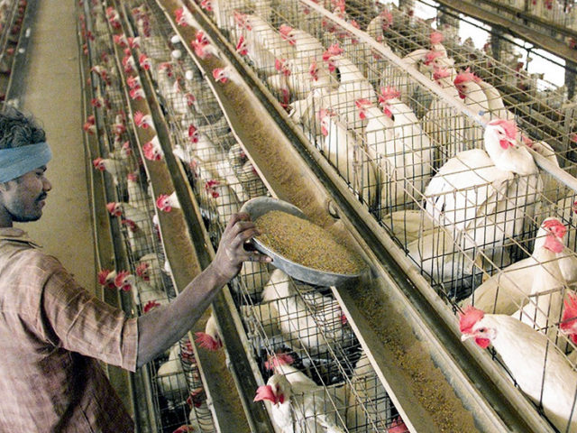 Indian farmer DESTROYS nearly $800,000 worth of chickens & eggs over coronavirus fake news on social media