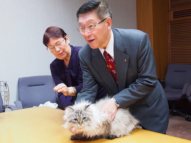 Not kitten around: Cat that Putin gifted to Japanese governor placed in isolation over coronavirus
