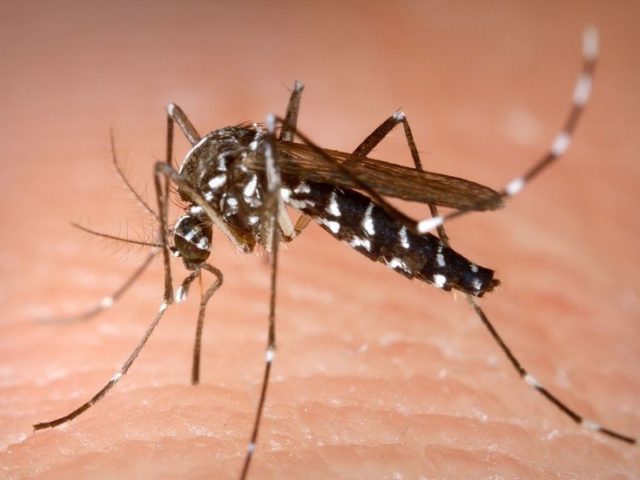 First murder hornets, now tiger mosquitos? Over half of France warned of dengue & Zika-transmitting insects just as lockdown lifts
