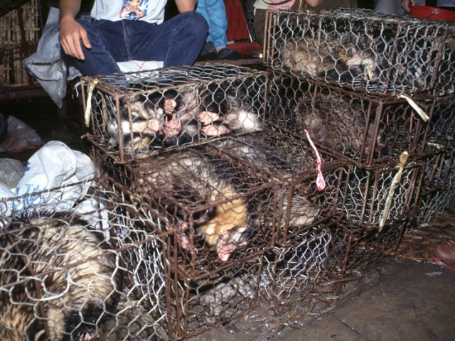 Wuhan imposes blanket BAN on wildlife trade & consumption to ‘safeguard public health’