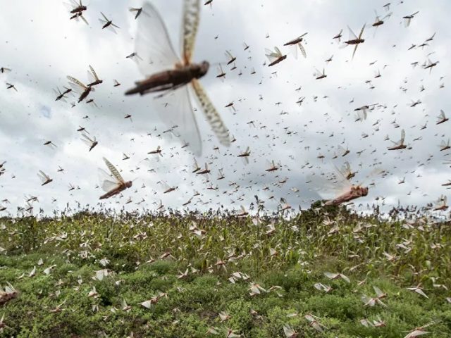 Brazil Declares Crop Emergency Bracing for a Biblical Plague of Locusts